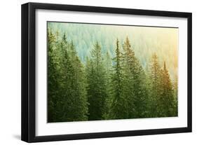 Green Coniferous Forest Lit by Sunlight-zlikovec-Framed Photographic Print