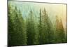 Green Coniferous Forest Lit by Sunlight-zlikovec-Mounted Photographic Print