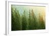 Green Coniferous Forest Lit by Sunlight-zlikovec-Framed Photographic Print