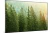 Green Coniferous Forest Lit by Sunlight-zlikovec-Mounted Photographic Print