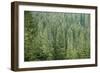 Green Coniferous Forest with Old Spruce, Fir and Pine Trees-zlikovec-Framed Photographic Print