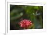 Green-crowned brillian hummingbird visiting Torch ginger, Poas Volcano NP, Costa Rica-Phil Savoie-Framed Photographic Print