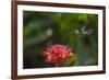 Green-crowned brillian hummingbird visiting Torch ginger, Poas Volcano NP, Costa Rica-Phil Savoie-Framed Photographic Print