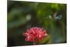 Green-crowned brillian hummingbird visiting Torch ginger, Poas Volcano NP, Costa Rica-Phil Savoie-Mounted Photographic Print