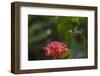 Green-crowned brillian hummingbird visiting Torch ginger, Poas Volcano NP, Costa Rica-Phil Savoie-Framed Photographic Print