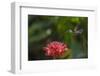 Green-crowned brillian hummingbird visiting Torch ginger, Poas Volcano NP, Costa Rica-Phil Savoie-Framed Photographic Print