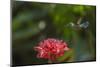 Green-crowned brillian hummingbird visiting Torch ginger, Poas Volcano NP, Costa Rica-Phil Savoie-Mounted Photographic Print