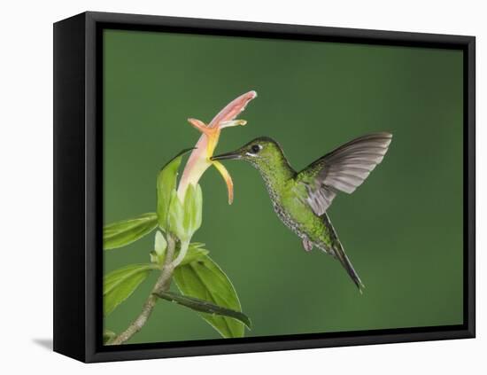 Green-Crowned Brilliant Female in Flight Feeding on "Snakeface" Flower, Central Valley, Costa Rica-Rolf Nussbaumer-Framed Stretched Canvas