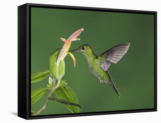 Green-Crowned Brilliant Female in Flight Feeding on "Snakeface" Flower, Central Valley, Costa Rica-Rolf Nussbaumer-Framed Stretched Canvas