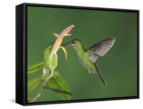 Green-Crowned Brilliant Female in Flight Feeding on "Snakeface" Flower, Central Valley, Costa Rica-Rolf Nussbaumer-Framed Stretched Canvas