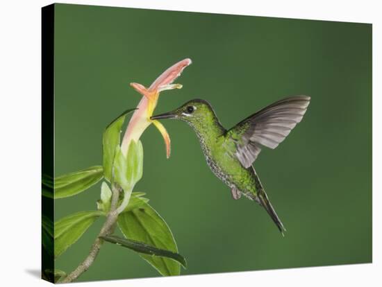 Green-Crowned Brilliant Female in Flight Feeding on "Snakeface" Flower, Central Valley, Costa Rica-Rolf Nussbaumer-Stretched Canvas