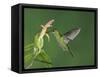 Green-Crowned Brilliant Female in Flight Feeding on "Snakeface" Flower, Central Valley, Costa Rica-Rolf Nussbaumer-Framed Stretched Canvas