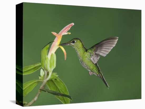 Green-Crowned Brilliant Female in Flight Feeding on "Snakeface" Flower, Central Valley, Costa Rica-Rolf Nussbaumer-Stretched Canvas