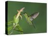 Green-Crowned Brilliant Female in Flight Feeding on "Snakeface" Flower, Central Valley, Costa Rica-Rolf Nussbaumer-Stretched Canvas