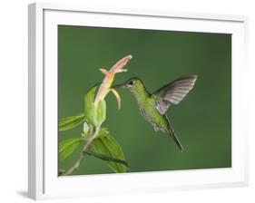 Green-Crowned Brilliant Female in Flight Feeding on "Snakeface" Flower, Central Valley, Costa Rica-Rolf Nussbaumer-Framed Photographic Print