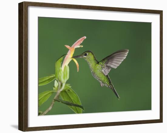 Green-Crowned Brilliant Female in Flight Feeding on "Snakeface" Flower, Central Valley, Costa Rica-Rolf Nussbaumer-Framed Photographic Print