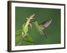 Green-Crowned Brilliant Female in Flight Feeding on "Snakeface" Flower, Central Valley, Costa Rica-Rolf Nussbaumer-Framed Photographic Print