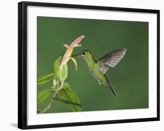 Green-Crowned Brilliant Female in Flight Feeding on "Snakeface" Flower, Central Valley, Costa Rica-Rolf Nussbaumer-Framed Photographic Print