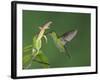 Green-Crowned Brilliant Female in Flight Feeding on "Snakeface" Flower, Central Valley, Costa Rica-Rolf Nussbaumer-Framed Photographic Print