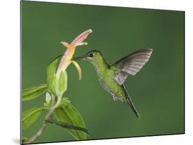 Green-Crowned Brilliant Female in Flight Feeding on "Snakeface" Flower, Central Valley, Costa Rica-Rolf Nussbaumer-Mounted Photographic Print