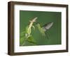 Green-Crowned Brilliant Female in Flight Feeding on "Snakeface" Flower, Central Valley, Costa Rica-Rolf Nussbaumer-Framed Photographic Print