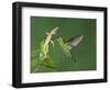 Green-Crowned Brilliant Female in Flight Feeding on "Snakeface" Flower, Central Valley, Costa Rica-Rolf Nussbaumer-Framed Photographic Print