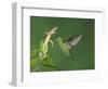 Green-Crowned Brilliant Female in Flight Feeding on "Snakeface" Flower, Central Valley, Costa Rica-Rolf Nussbaumer-Framed Photographic Print