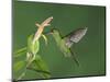 Green-Crowned Brilliant Female in Flight Feeding on "Snakeface" Flower, Central Valley, Costa Rica-Rolf Nussbaumer-Mounted Photographic Print