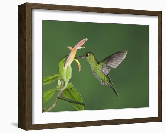 Green-Crowned Brilliant Female in Flight Feeding on "Snakeface" Flower, Central Valley, Costa Rica-Rolf Nussbaumer-Framed Photographic Print