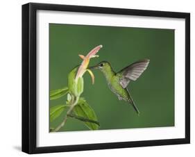 Green-Crowned Brilliant Female in Flight Feeding on "Snakeface" Flower, Central Valley, Costa Rica-Rolf Nussbaumer-Framed Photographic Print