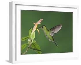 Green-Crowned Brilliant Female in Flight Feeding on "Snakeface" Flower, Central Valley, Costa Rica-Rolf Nussbaumer-Framed Photographic Print