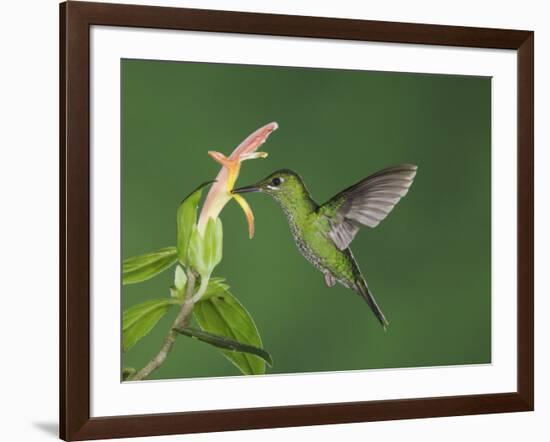 Green-Crowned Brilliant Female in Flight Feeding on "Snakeface" Flower, Central Valley, Costa Rica-Rolf Nussbaumer-Framed Photographic Print