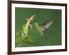 Green-Crowned Brilliant Female in Flight Feeding on "Snakeface" Flower, Central Valley, Costa Rica-Rolf Nussbaumer-Framed Photographic Print