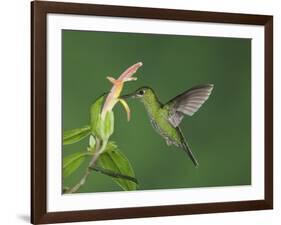 Green-Crowned Brilliant Female in Flight Feeding on "Snakeface" Flower, Central Valley, Costa Rica-Rolf Nussbaumer-Framed Photographic Print