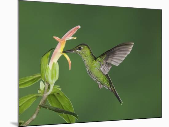 Green-Crowned Brilliant Female in Flight Feeding on "Snakeface" Flower, Central Valley, Costa Rica-Rolf Nussbaumer-Mounted Photographic Print