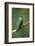 Green-Crowned Brilliant (Heliodoxa jacula), Savegre, Costa Rica-null-Framed Photographic Print