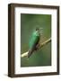 Green-Crowned Brilliant (Heliodoxa jacula), Savegre, Costa Rica-null-Framed Photographic Print