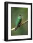 Green-Crowned Brilliant (Heliodoxa jacula), Savegre, Costa Rica-null-Framed Photographic Print