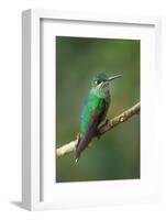 Green-Crowned Brilliant (Heliodoxa jacula), Savegre, Costa Rica-null-Framed Photographic Print