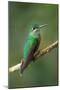 Green-Crowned Brilliant (Heliodoxa jacula), Savegre, Costa Rica-null-Mounted Photographic Print