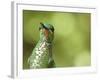 Green Crowned Brilliant Hummingbird, Costa Rica-Edwin Giesbers-Framed Photographic Print