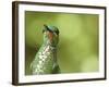 Green Crowned Brilliant Hummingbird, Costa Rica-Edwin Giesbers-Framed Photographic Print