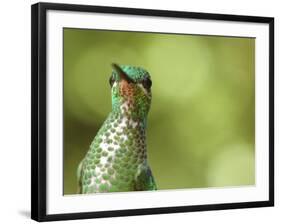 Green Crowned Brilliant Hummingbird, Costa Rica-Edwin Giesbers-Framed Photographic Print