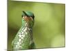 Green Crowned Brilliant Hummingbird, Costa Rica-Edwin Giesbers-Mounted Photographic Print
