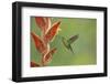 Green-crowned brilliant hummingbird, Costa Rica-Melvin Grey-Framed Photographic Print