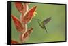 Green-crowned brilliant hummingbird, Costa Rica-Melvin Grey-Framed Stretched Canvas
