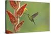 Green-crowned brilliant hummingbird, Costa Rica-Melvin Grey-Stretched Canvas