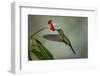 Green Crowned Brilliant hummingbird, Costa Rica-Adam Jones-Framed Photographic Print