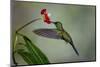 Green Crowned Brilliant hummingbird, Costa Rica-Adam Jones-Mounted Photographic Print