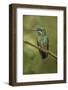 Green Crowned Brilliant hummingbird, Costa Rica-Adam Jones-Framed Photographic Print